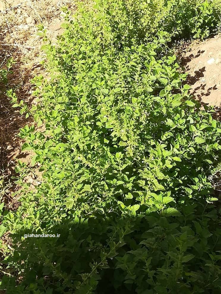 تصویر 2 از فروش عمده بادرنجبویه بحال خود خشک با کیفیت تضمینی